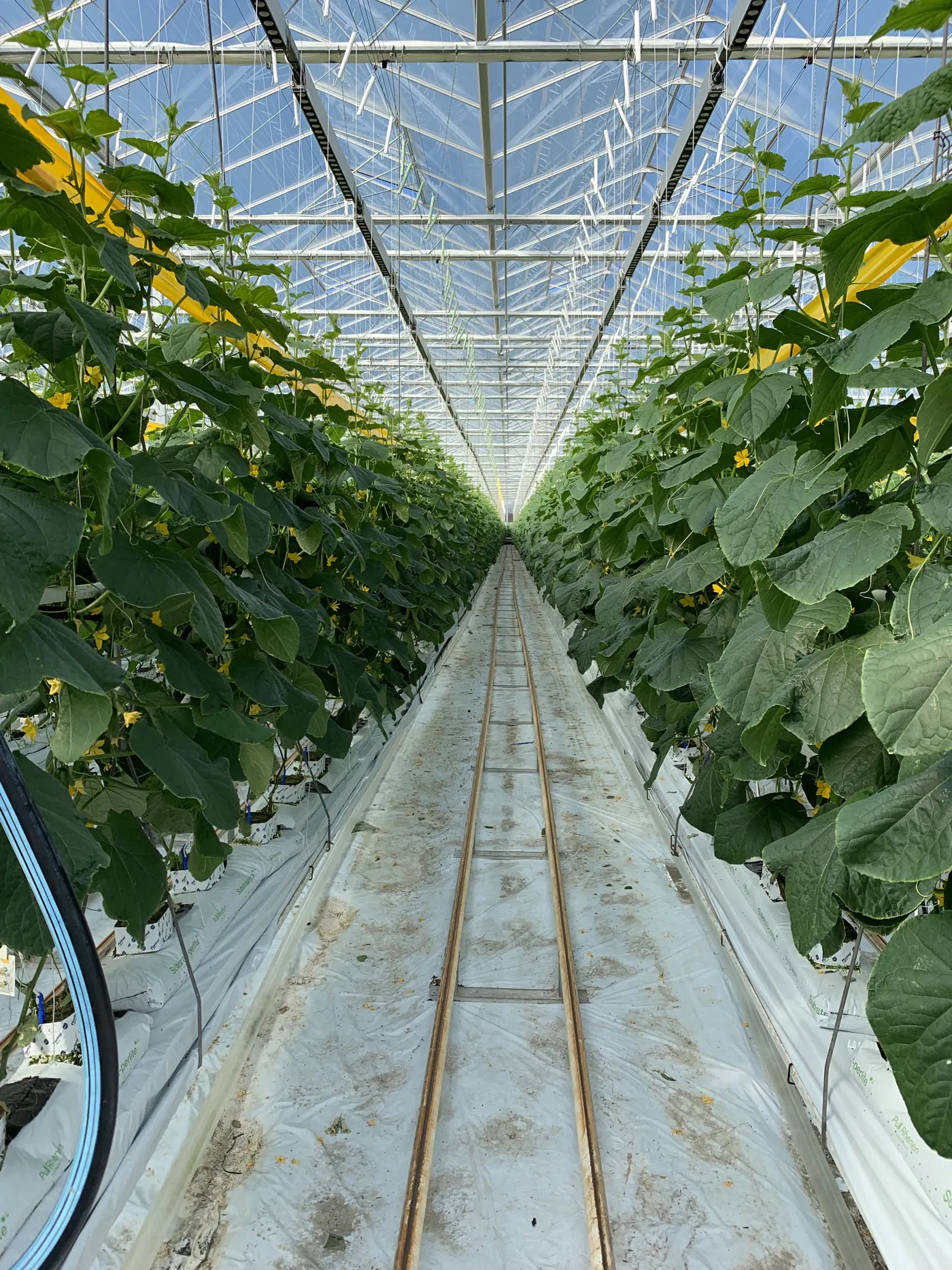Greenhouse cucumbers
