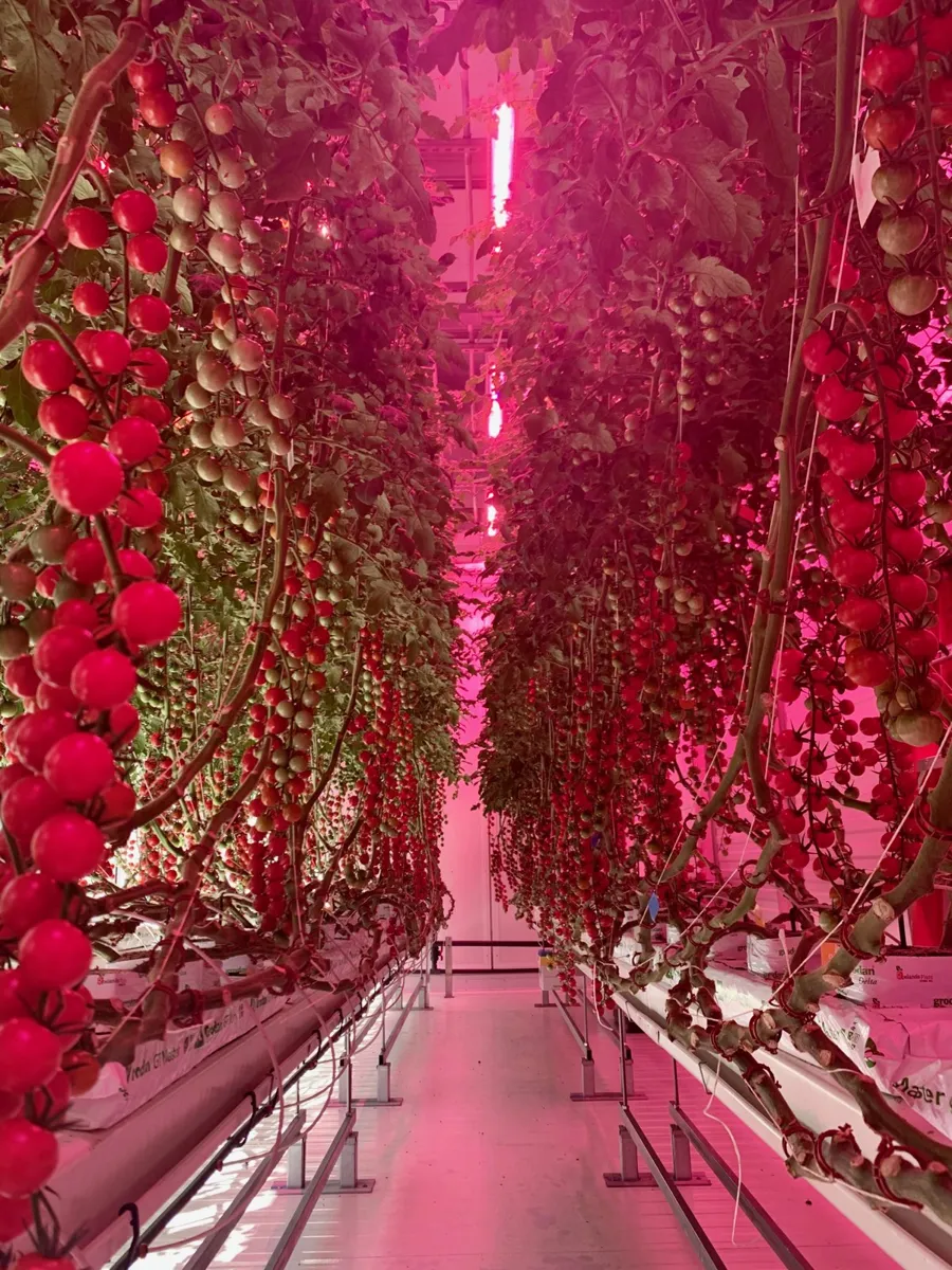 Tomatoes growing under lights