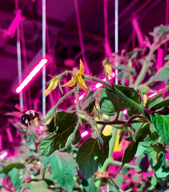 Tomato flowers with bumblebee